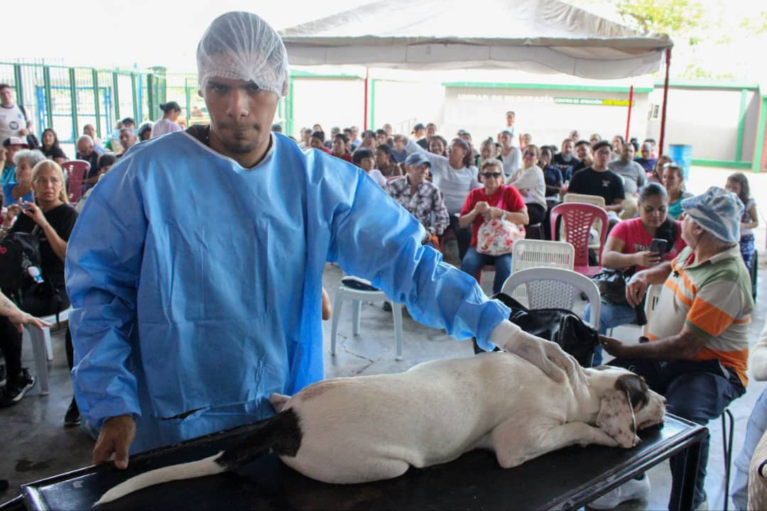 258 mascotas fueron esterilizadas en la jornada “Castralat 2025”