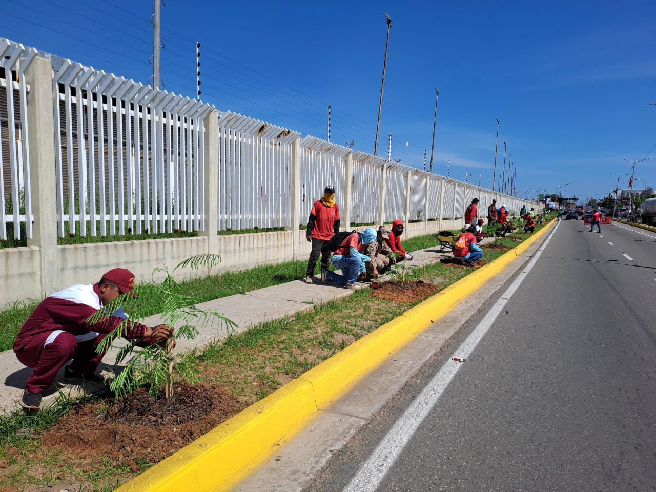 Realizan jornada de arborización en el Zulia con motivo de la Celebración del Día Mundial de la Ecología