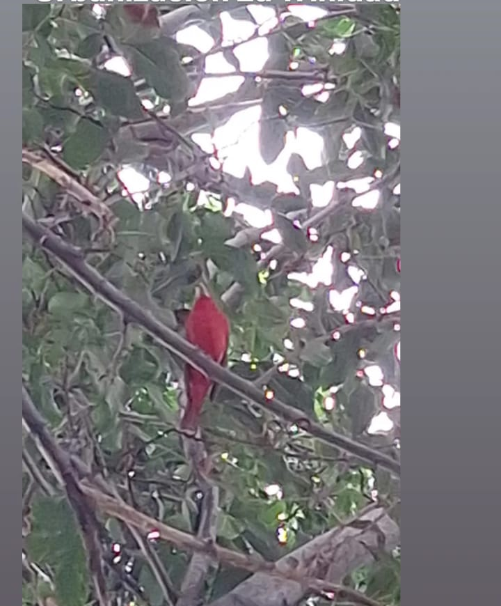 El 