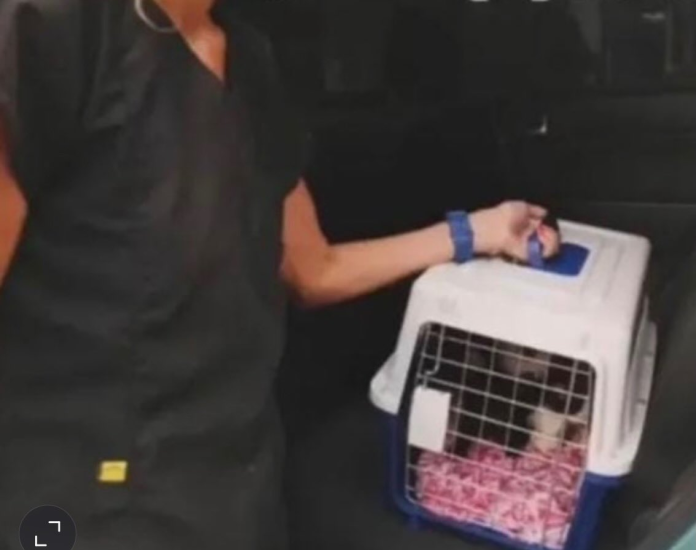 ¡Por Maltrato Animal! A la cárcel una mujer por presunta desaparición de felinos