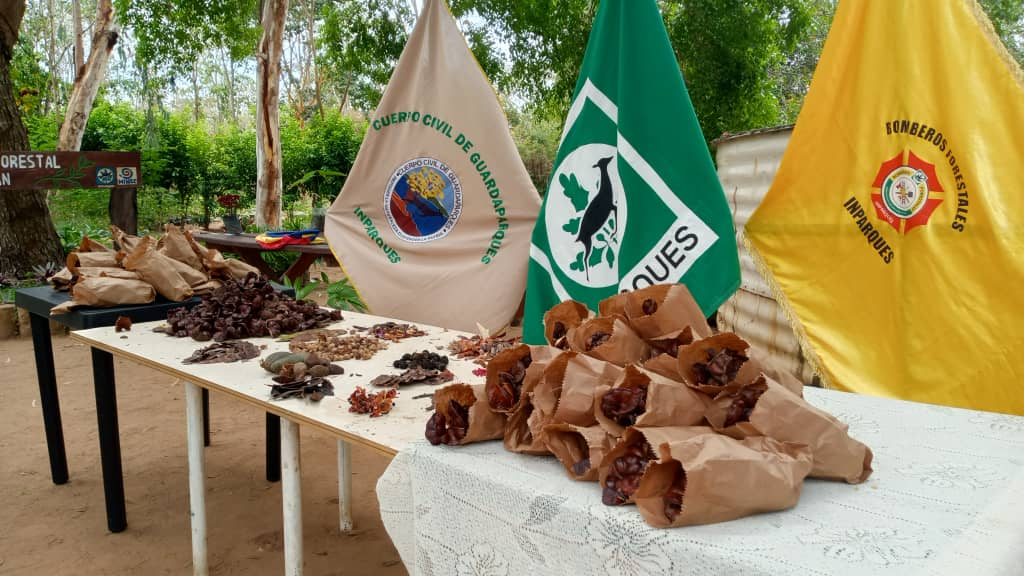 Recolectan semillas forestales y frutales en tres municipios del Zulia