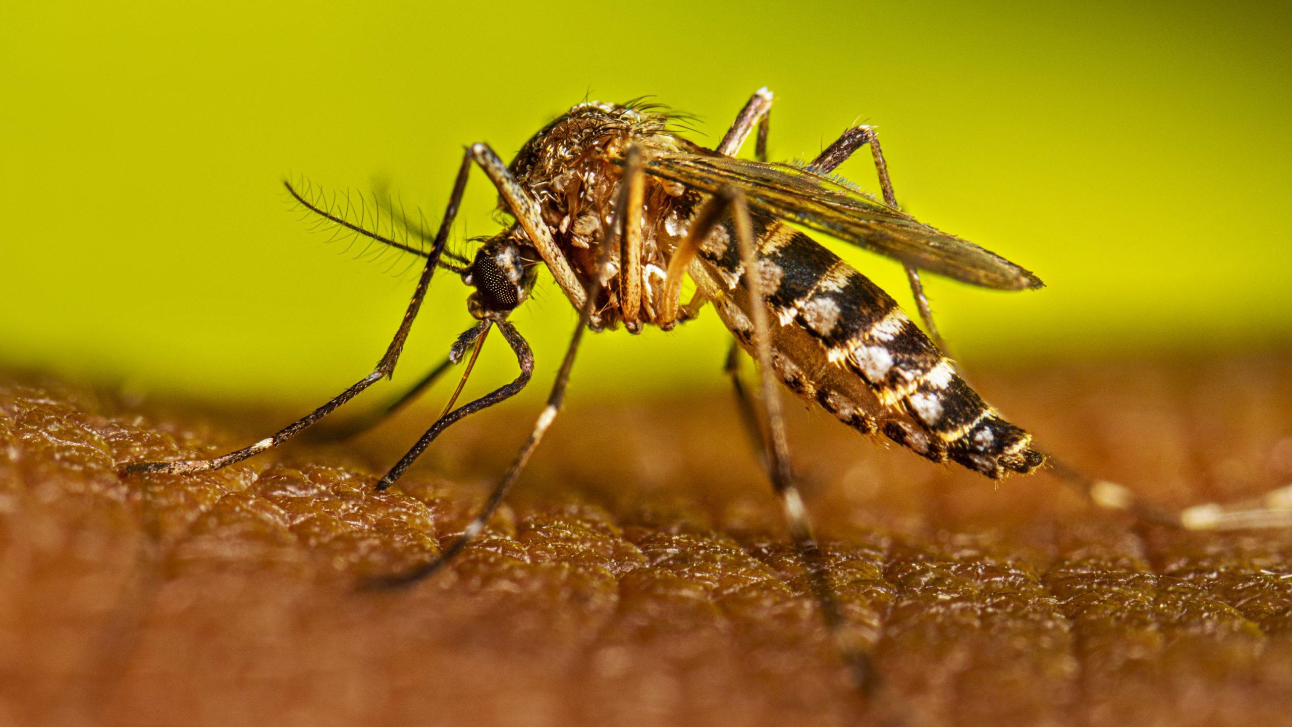 Aquí todo lo que debes saber sobre la Fiebre Amarilla