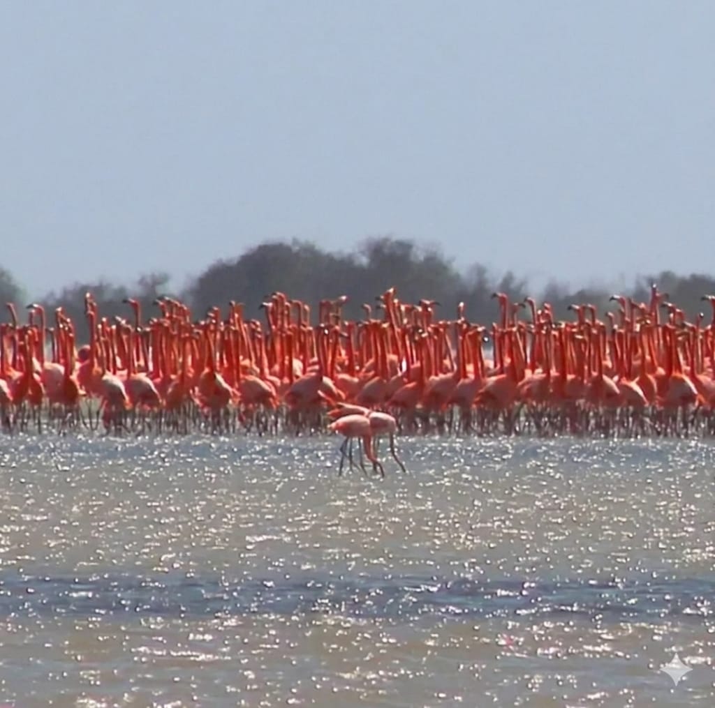 Buenas noticias para el Zulia: Inicia el cortejo de los flamencos en la Ciénaga de Los Olivitos