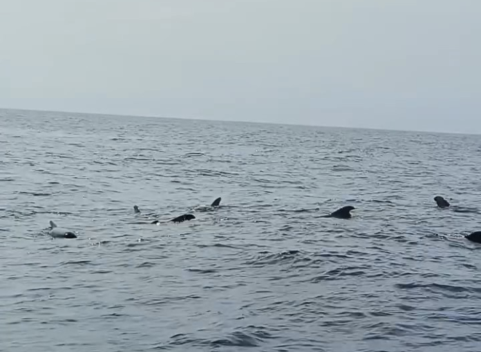 Avistan ballenas piloto en costas venezolanas