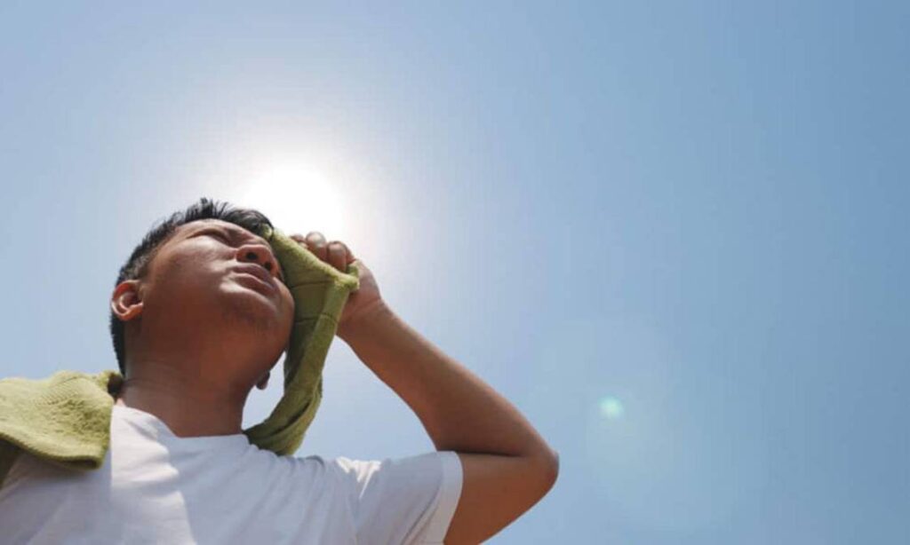 Importancia de los árboles ante las altas temperaturas en el Zulia